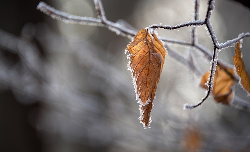 800px-Autumn_Leaf_in_Winter_(Unsplash)